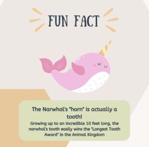 Narwhal horn is a tooth